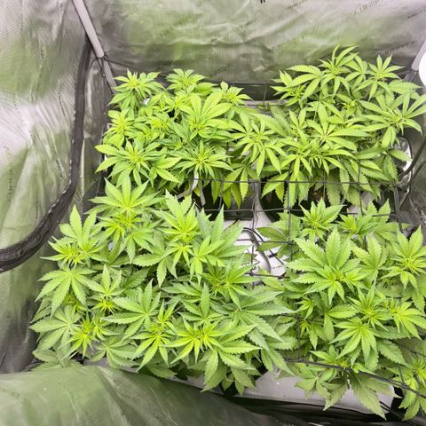 1st Grow growlog photo: Pre-flowering 