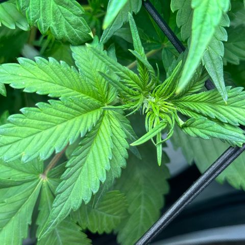 1st Grow growlog photo: Pre-flowering 
