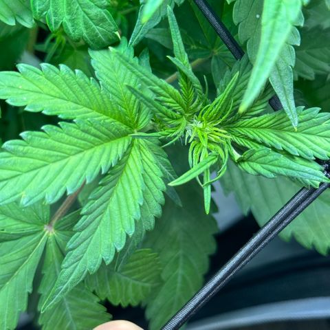 1st Grow growlog photo: Pre-flowering 