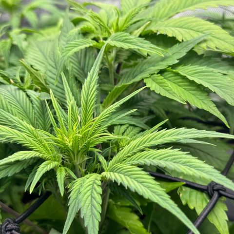 1st Grow growlog photo: Pre-flowering 