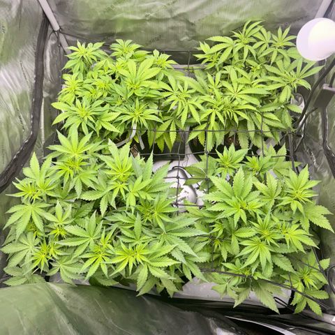 1st Grow growlog photo: Pre-flowering 