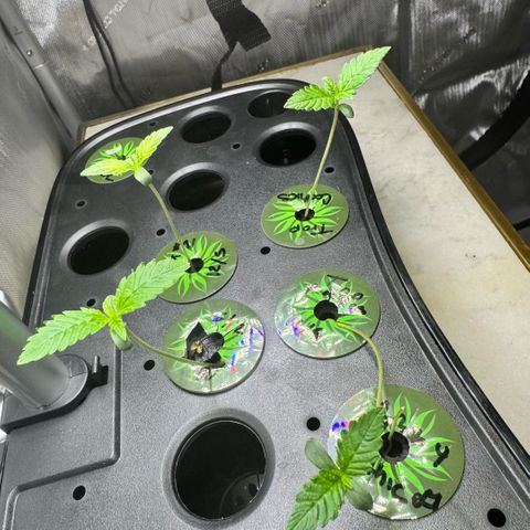 1st Grow growlog timeline photo