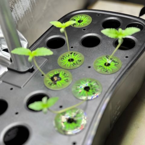 1st Grow growlog timeline photo