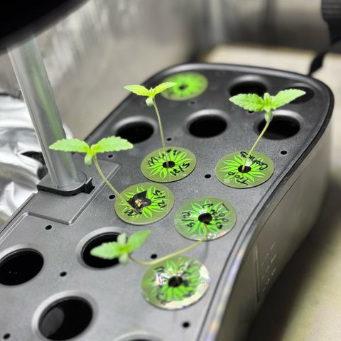 1st Grow growlog timeline photo