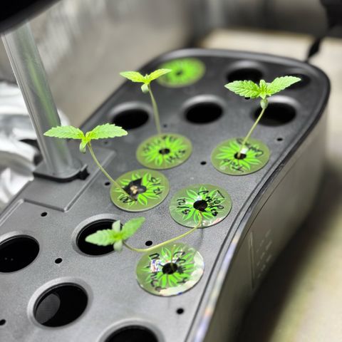 1st Grow growlog timeline photo