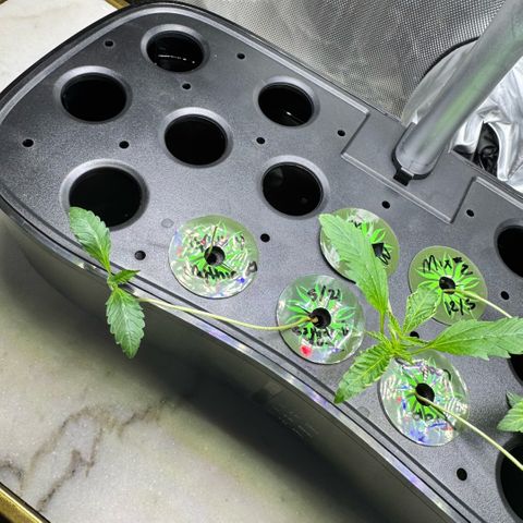 1st Grow growlog timeline photo