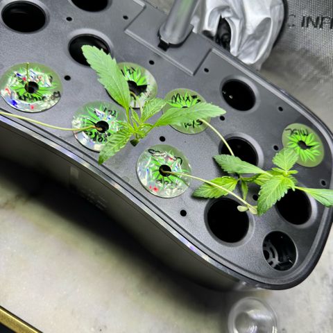 1st Grow growlog timeline photo