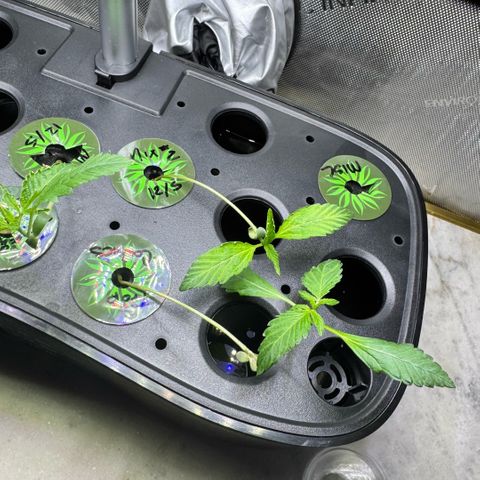 1st Grow growlog timeline photo