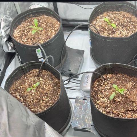 1st Grow growlog photo: Transplant Day