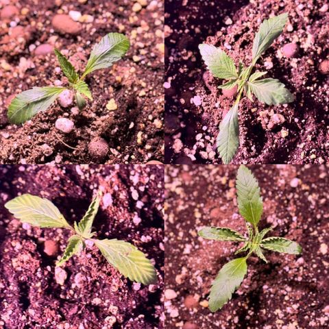 1st Grow growlog photo: Transplant Day