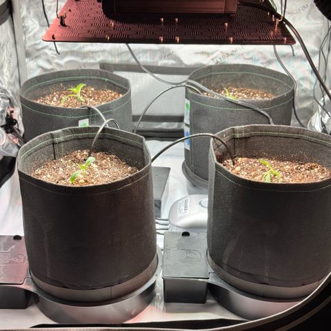 1st Grow growlog photo: Transplant Day