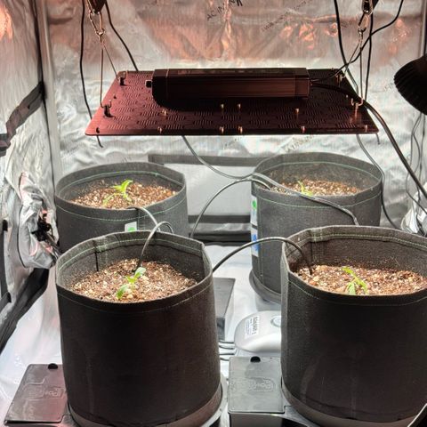 1st Grow growlog photo: Transplant Day