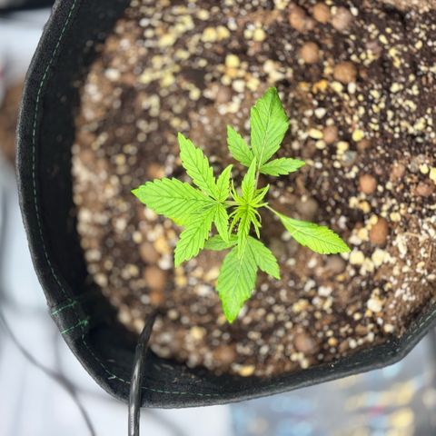 1st Grow growlog timeline photo