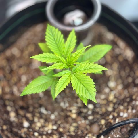1st Grow growlog timeline photo