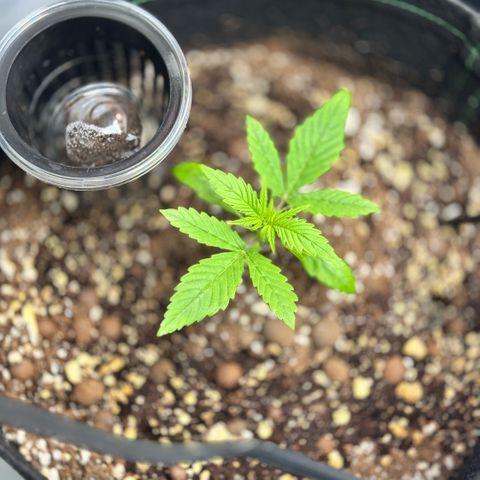 1st Grow growlog timeline photo