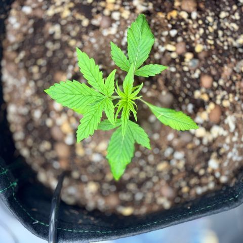 1st Grow growlog timeline photo