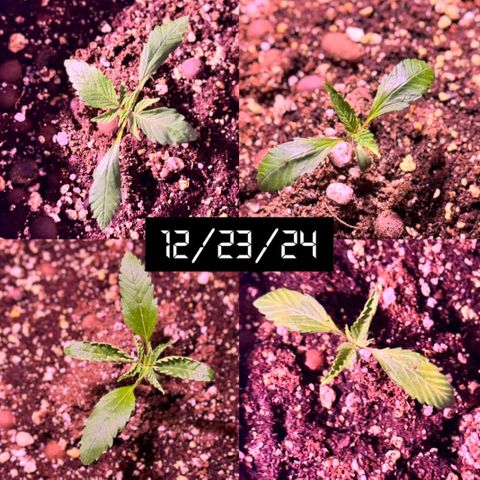 1st Grow growlog timeline photo