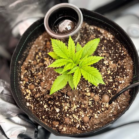 1st Grow growlog timeline photo