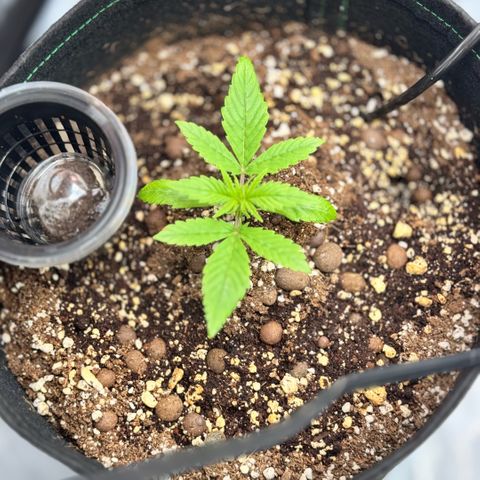 1st Grow growlog timeline photo