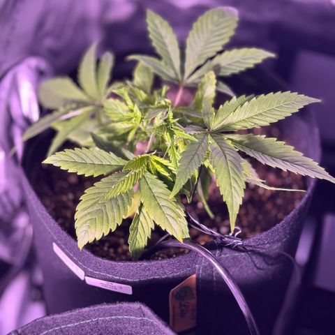 1st Grow growlog photo: Started Garden Hydroponics 