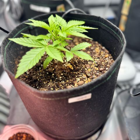 1st Grow growlog photo: Started Garden Hydroponics 