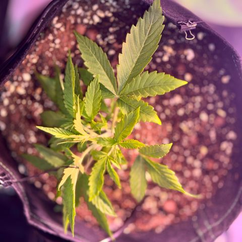 1st Grow growlog photo: Started Garden Hydroponics 