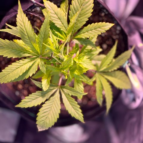 1st Grow growlog photo: Started Garden Hydroponics 