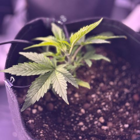 1st Grow growlog photo: Started Garden Hydroponics 