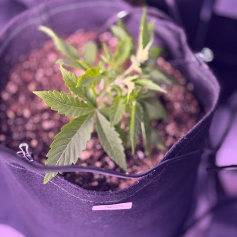 1st Grow growlog photo: Started Garden Hydroponics 
