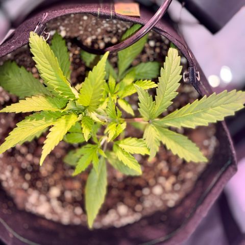 1st Grow growlog photo: Started Garden Hydroponics 