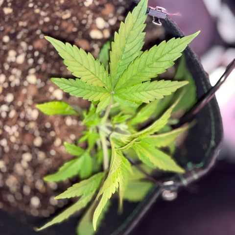 1st Grow growlog photo: Started Garden Hydroponics 