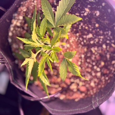 1st Grow growlog photo: Started Garden Hydroponics 