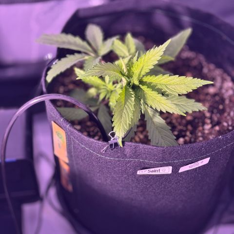 1st Grow growlog photo: Started Garden Hydroponics 