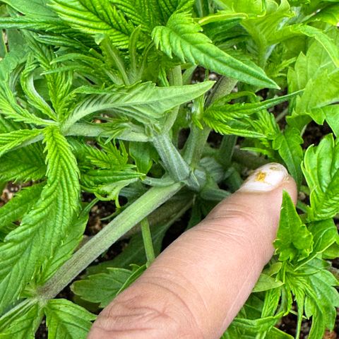 1st Grow growlog photo: LST