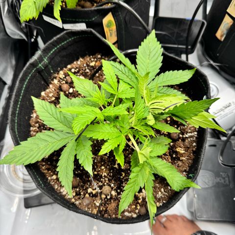 1st Grow growlog photo: LST
