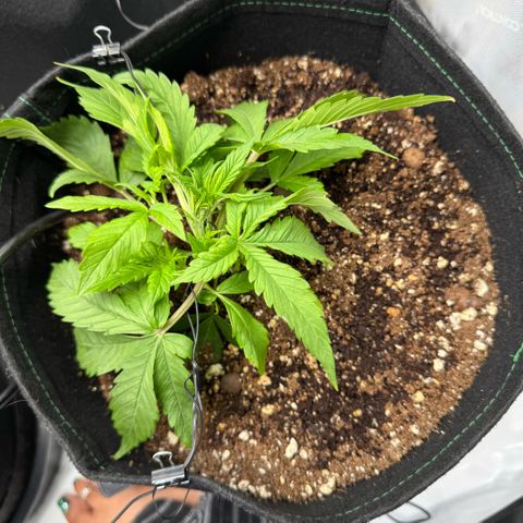 1st Grow growlog photo: LST