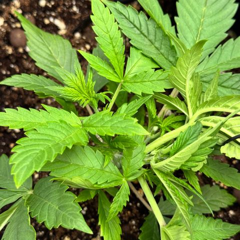 1st Grow growlog photo: LST