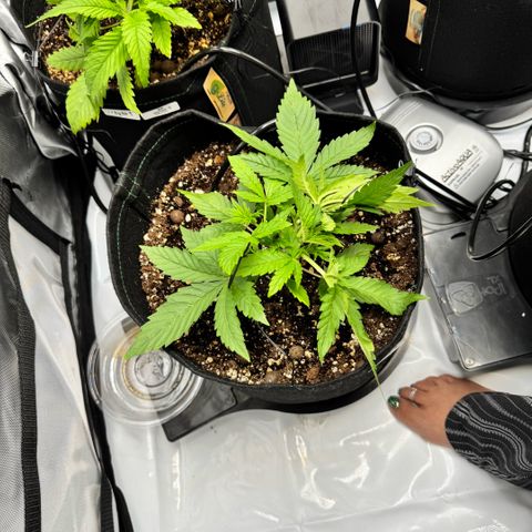 1st Grow growlog photo: LST