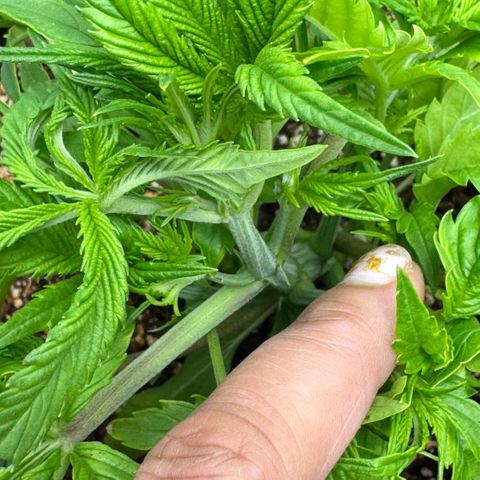 1st Grow growlog photo: LST