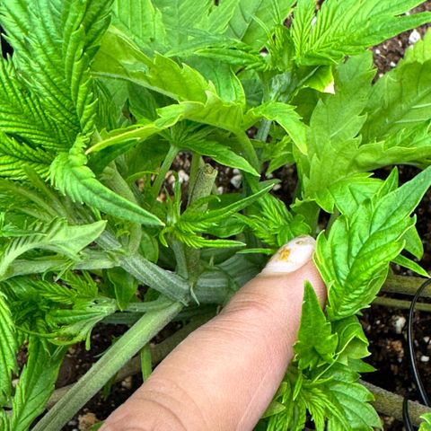 1st Grow growlog photo: LST