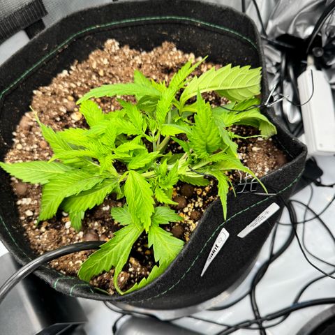1st Grow growlog photo: LST