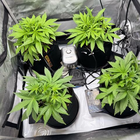 1st Grow growlog photo: More LST