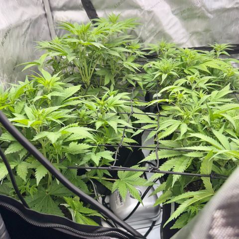 1st Grow growlog photo: Growth check