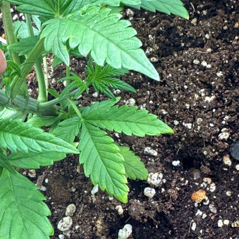 1st Grow growlog photo: More LST