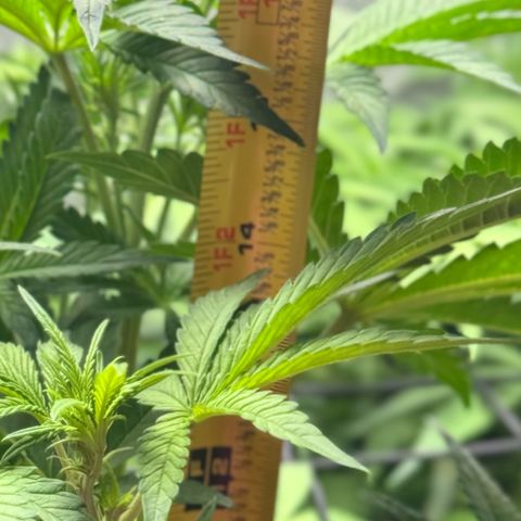 1st Grow growlog photo: Measurement / Growth Check