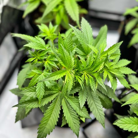 1st Grow growlog photo: LST