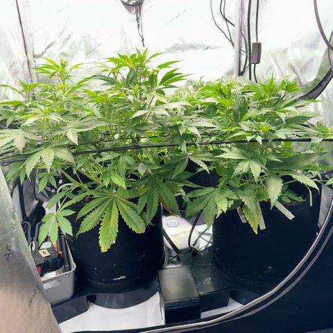 1st Grow growlog photo: Measurement / Growth Check