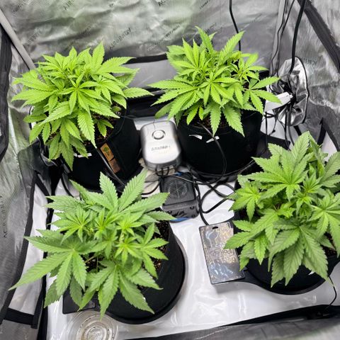 1st Grow growlog photo: LST