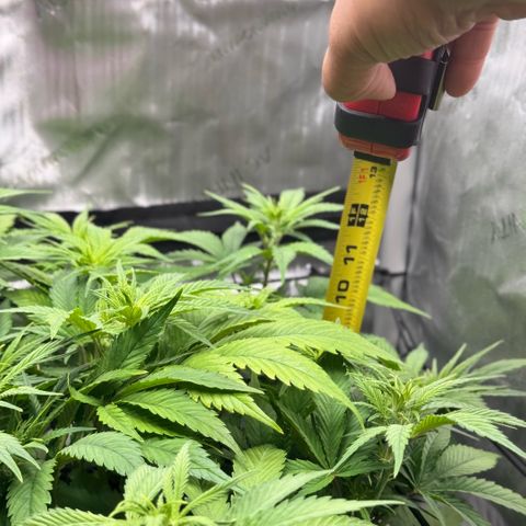 1st Grow growlog photo: Measurement / Growth Check