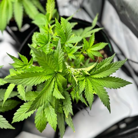 1st Grow growlog photo: LST